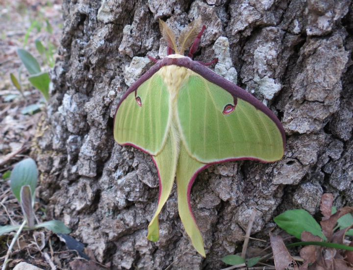 Luna Moth